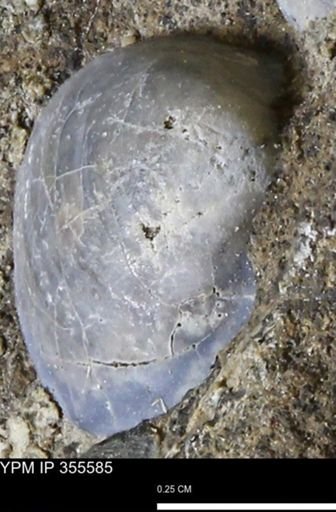 Protocardia?