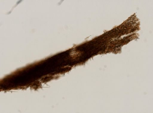 Cliona sp.