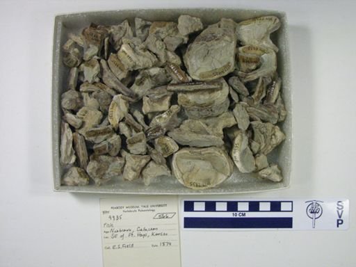 undet. Ichthyodectidae