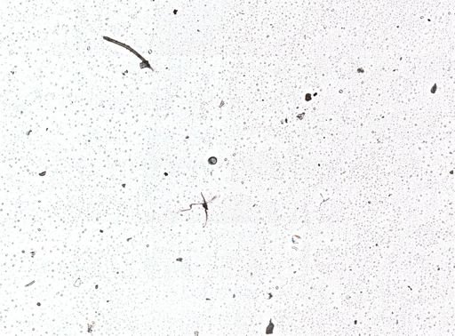 Scuticella plagiostoma