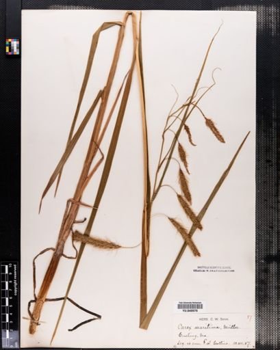 Carex