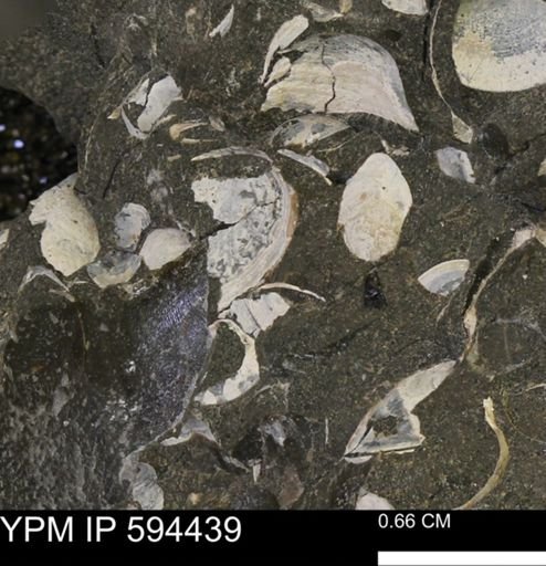 Protocardia sp.