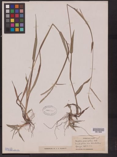 Paspalum psammophilum