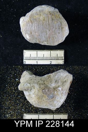 Dictyoclostus portlockianus var. crassicostatus