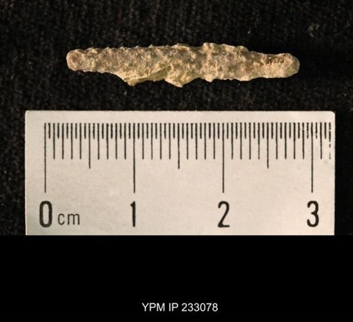 Archaeocidaris sp.