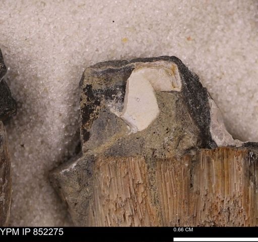 undet. Bivalvia