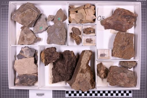 mixed taxa, stratigraphic collection