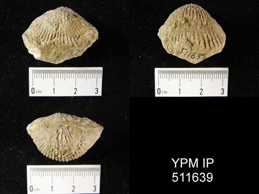 Anastrophia sp.