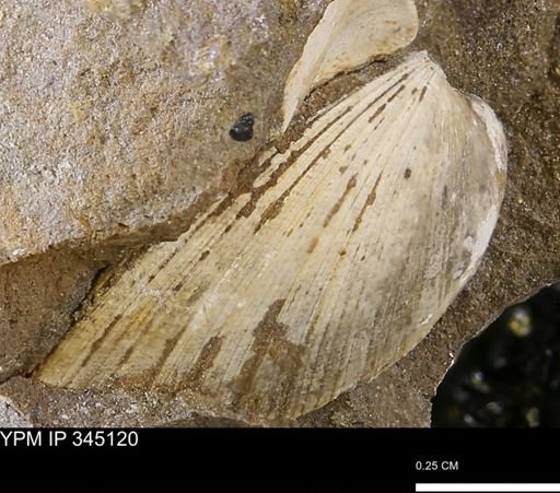 Limopsis striatopunctatus
