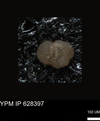 undet. Foraminiferida