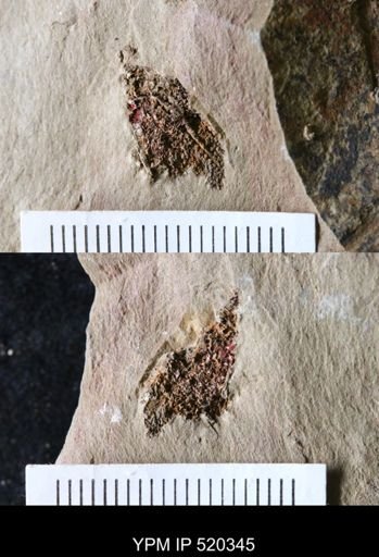 undet. Asterozoa