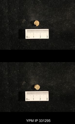 Euphemites sp.