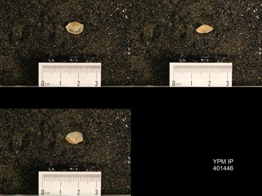 Plectorthis plicatella