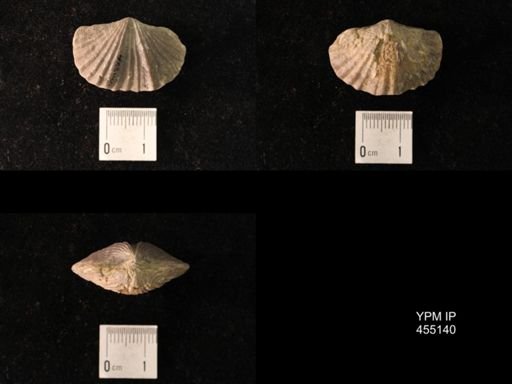 Platystrophia sublaticosta