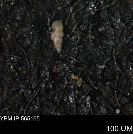 Verneuilinoides kansasensis
