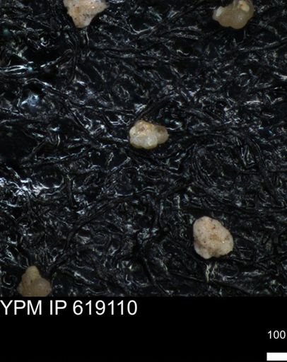 undet. Foraminiferida
