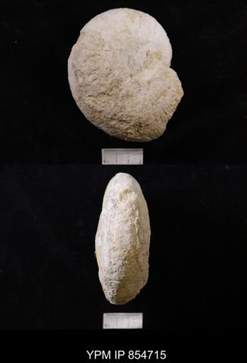 Paracymatoceras texanum