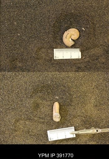 Scaphites whitfieldi