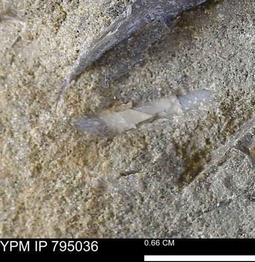 undet. Mollusca