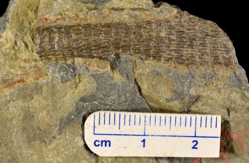 Colpodexylon deatsii
