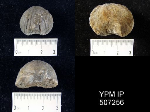 Eatonia medialis