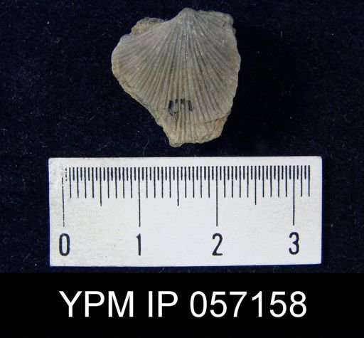 Strophonella punctulifera