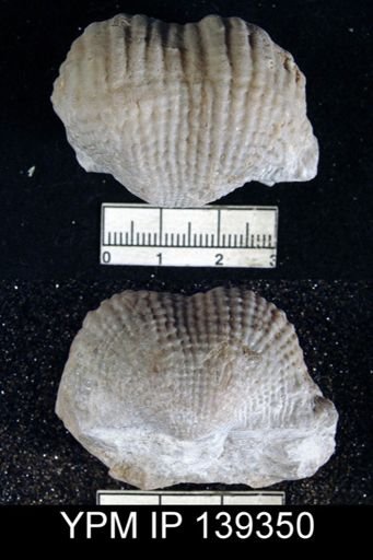 Productus (Dictyoclostus) subcostatus