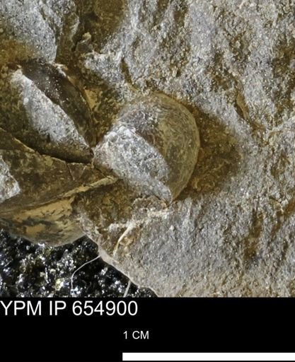 Mollusca