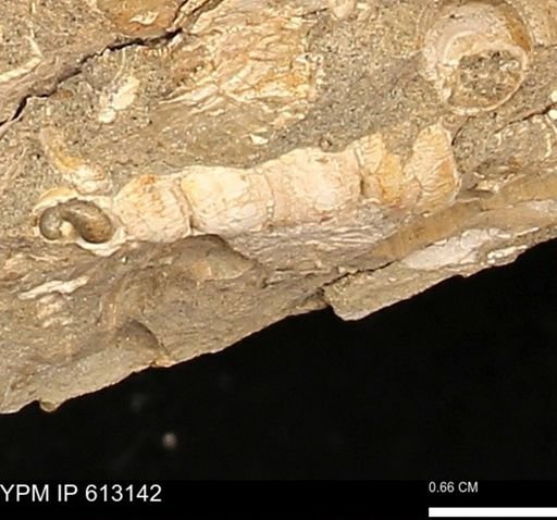 undet. Gastropoda