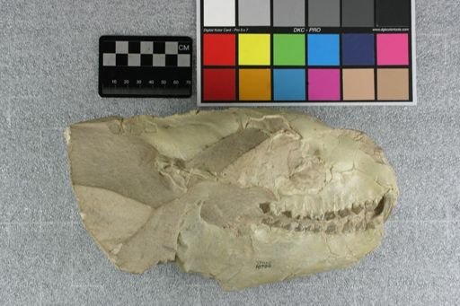 Eporeodon major