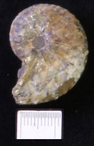 undet. Scaphitidae