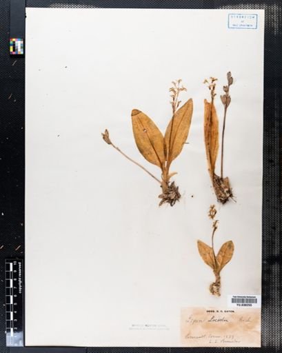 Liparis loeselii