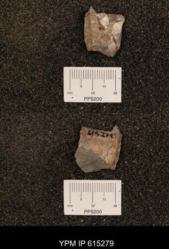 Baculites sp.