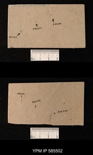 undet. Coleoptera