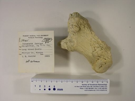Teleoceras fossiger
