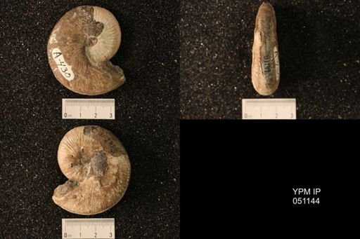 Hoploscaphites nicolletii