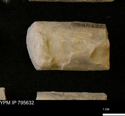 Baculites sp.