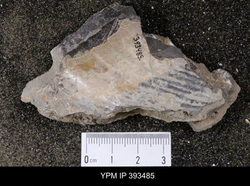 Inoceramus sp.
