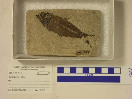 Knightia alta
