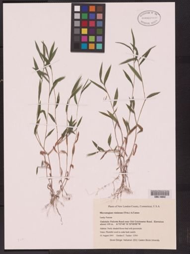 Microstegium vimineum
