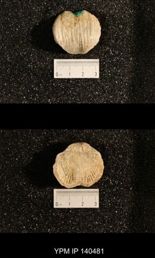 Dictyoclostus indicus