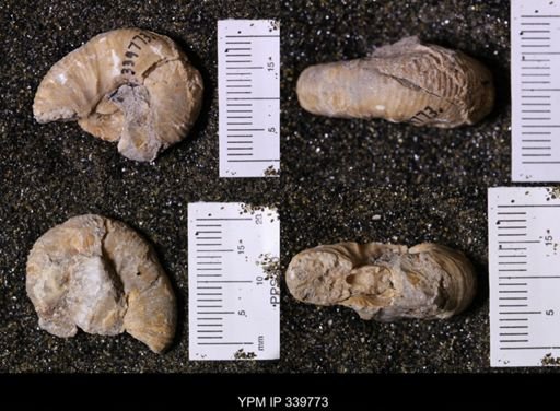 Scaphites whitfieldi