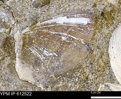 undet. Bivalvia