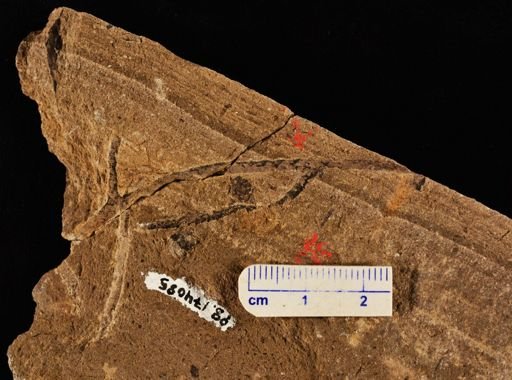 Lepidodendron sp.