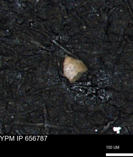 Clathrocyclas (Clathrocyclas) irrasa