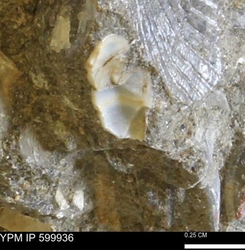 Protocardia subquadrata
