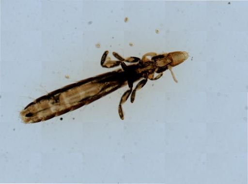 Columbicola columbae