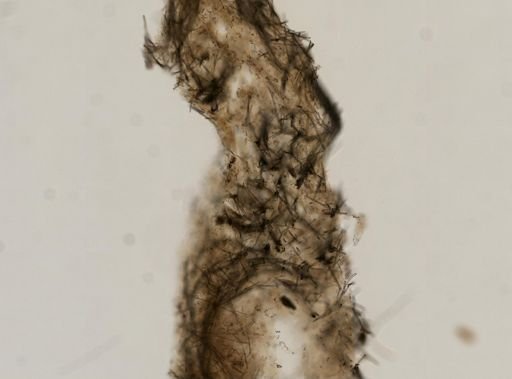 Lissodendoryx noxiosa