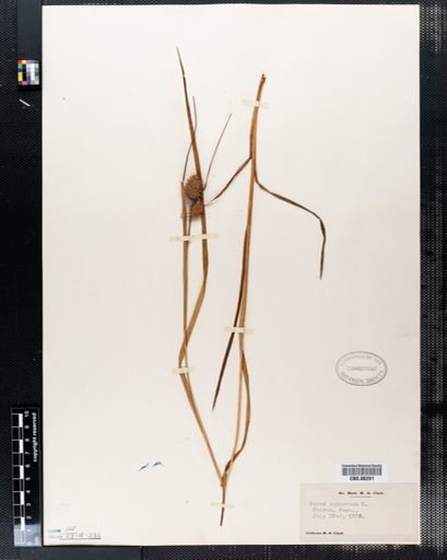 Carex squarrosa