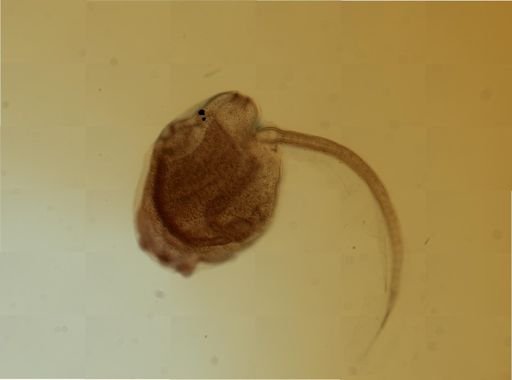 Triopsidae